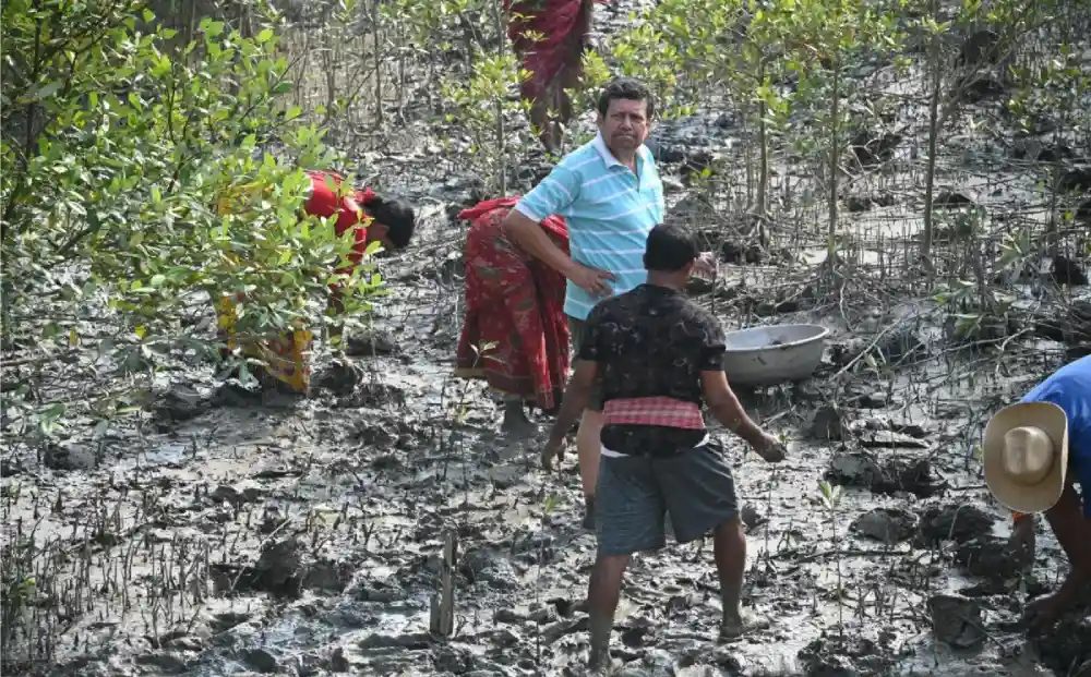 mangrove plantation