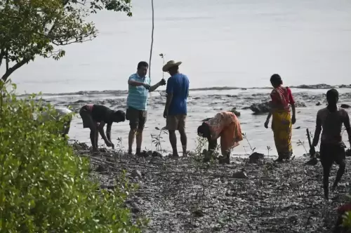 Mangrove Conservation 3